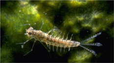 Mayfly nymph. (© Dave Funk, Stroud Water Research Center, Avondale, PA) 