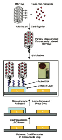Diagram for the DNA probe directed assembly of TMV1cys nanotemplates onto a readily addressable site. L and R represent left and right electrodes. Inserted picture shows an actual chip.