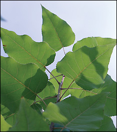 Poplar shoots being grown at the University of Maryland as part of a biofuel study. Photo courtesy of Dr. Gary Coleman (PSLA).