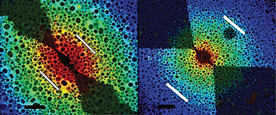 Experimental thermal maps with the device overlay obtained by assigning a unique color to the voltage required to melt each island. The scale bars are 1ìm. White lines are added equidistant from the center of the heater as guides for the eye. The thermal map on the right shows the asymmetric melting of In islands on the two sides of the heater wire, while in the image on the left, no such asymmetry can be readily detected. Reprinted with permission from Kamal H. Baloch, Norvik Voskanian, and John Cumings, 