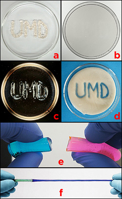 Hybrid gels. a) A message is written with the first liquid pre-gel, thickened with Laponite clay particles, on a petri dish, and the second is poured around it. b) After polymerization, the result is a single, clear gel. c) The area containing Laponite particles refract polarized light differently than those that don't, revealing the message. d) In a similar experiment, the outer gel was heat sensitive. The Laponite-laced gel was not, and remained clear when heated, revealing the message. e) Hybrid gels made by polymerizing one, pouring in a second, and then polymerizing it, result in a weak bond between the layers. f) The Raghavan Group's technique results in a strong bond with very little mixing of the two pre-gels. In this example, the hybrid gel does not tear at the junction when stretched, and it exhibits two different mechanical properties: the blue side, a physically crosslinked polymer, is more flexible than the green side, a chemically crosslinked polymer.