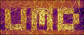 BioE senior Sara Johnson and her colleagues in Professor Joonil Seog's research group used an atomic force microscope to mechanically guide SELP nanofibers,  forming the letters 