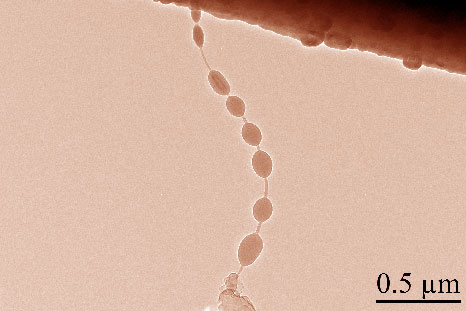 Tiny beads of silicon, grown on a tube a hundred thousand times thinner than a piece of paper, could store up to ten times more lithium than graphite, a component of many commercial batteries. Credit: University of Maryland NanoCenter