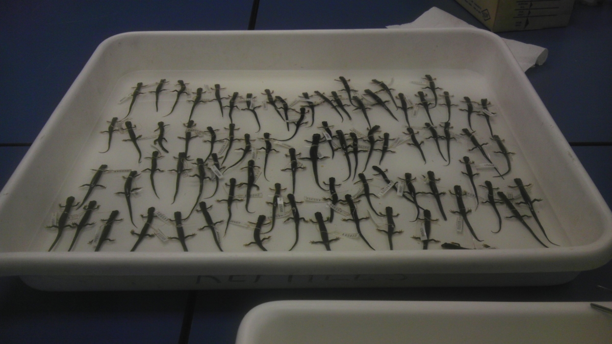 This tray full of northern-cheeked salamanders, collected decades ago by Prof. Richard Highton, are stored in a Smithsonian Institution in Suitland, MD Karen Lips and colleagues used them to show that Appalachian salamander species are getting smaller in response to climate change.