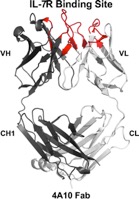   3-D structure of one of the antibodies that targets the IL-7R. The loops of the antibody that are predicted to bind the IL-7R are colored red.