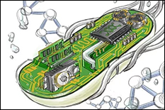 iGEM Looks to Fight Global Warming with Synthetic...